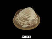 藏品(方形蹄蛤)的圖片